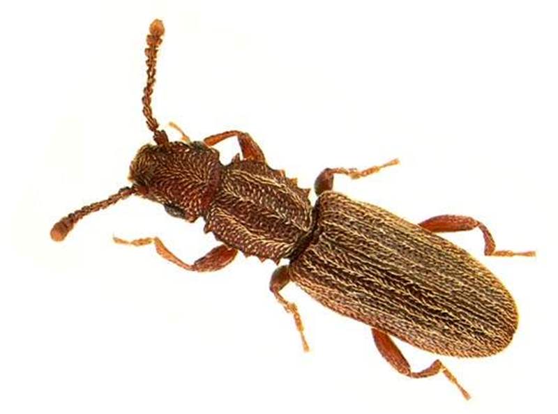 Oryzaephilus surinamensis – Silvano